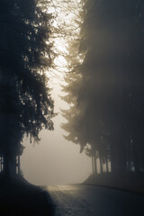 road to nowhere...a road between dark forests in the morning mist