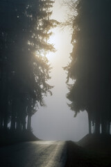 road to nowhere...a road between dark forests in the morning mist