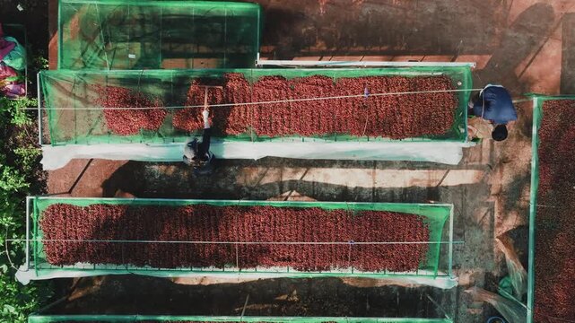 Top Down Drone Shot of Farmer Raking Red Coffee Beans on Green Mesh Nets
the bright red ripe coffee cherries and the vibrant green mesh drying nets creates a striking visual pattern