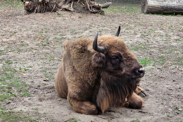Majestic Bison Resting in Natural Habitat for Wildlife and Nature Themes