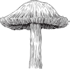  mushroom cross-section illustrated as a precise black vector outline showing cap interior and thick stem structure