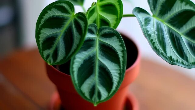 Close-up of green plant with striking leaf patterns and an orange pot. Leaves have white veins