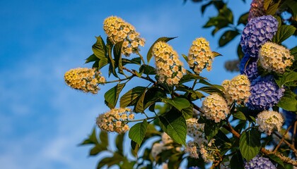 Beautiful Close Up Blooming Hydrangea Flowers