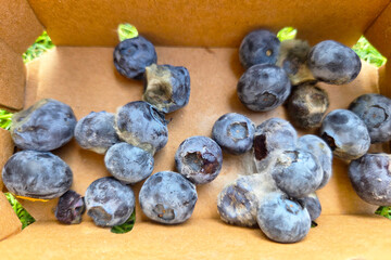 Fresh Ripe Blueberries in Cardboard Box for Organic Produce and Healthy Snacks