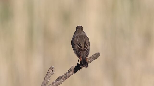 Bluethroat, Luscinia svecica. The male bird sings while sitting on a branch, then flies away