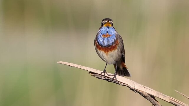 Bluethroat, Luscinia svecica. A beautiful bird sits on a branch and sings
