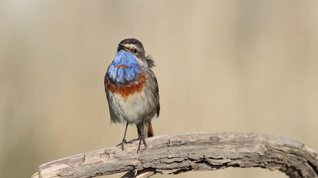 Bluethroat, Luscinia svecica. The male bird sings while sitting on a beautiful old branch