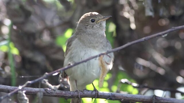 Thrush Nightingale, Luscinia luscinia. A bird sings while sitting on a tree branch