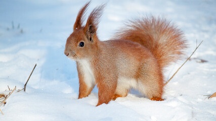 squirrel in the snow