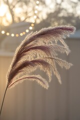 Pink Pampas Grass Sunset Backlit Bokeh Lights image