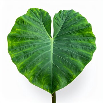 Close-up of a vibrant green elephant ear plant leaf against a white background.