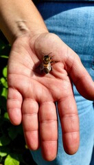 A close‑up of a hand with a bee resting on the skin, evoking themes of insect interaction, potential sting risk, and the context of swollen skin or reactions associated with bee stings.