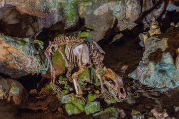 Skeleton of a bear on rocks covered with algae and lichen in the Bear Cave, named after the numerous cave bear skeletons