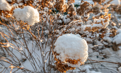 Close-up of a faded hydrangea flower covered with snow on a sunny winter day.