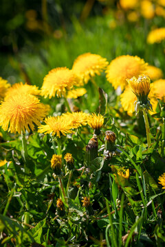 Dandelion flowers in meadow. Sunny spring day.
