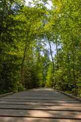 Obraz premium Forest path in Schwenninger Moos