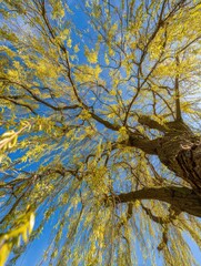 Under the blue sky, golden willows sway in the spring breeze