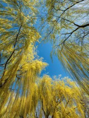 Under the blue sky, golden willows sway in the spring breeze