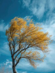 Under the blue sky, golden willows sway in the spring breeze