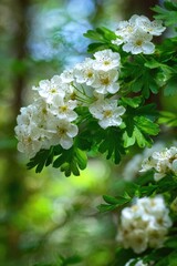 Blooming white flowers