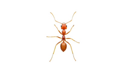 Isolated ant illustration on transparent background