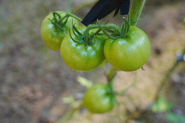 Tomatoes, fruits, and tomatoes grow in a greenhouse
