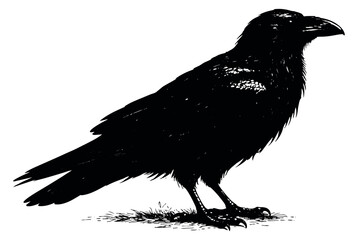 Obraz premium Hand drawn line art illustration of a raven depicting a standing profile for wildlife and gothic concepts