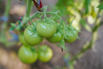 Tomatoes, fruits, and tomatoes grow in a greenhouse