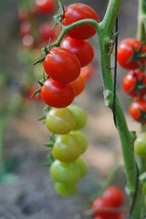 Tomatoes, fruits, and tomatoes grow in a greenhouse