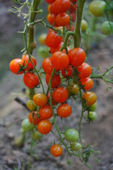 Tomatoes, fruits, and tomatoes grow in a greenhouse