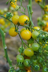 Tomatoes, fruits, and tomatoes grow in a greenhouse