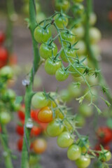 Tomatoes, fruits, and tomatoes grow in a greenhouse