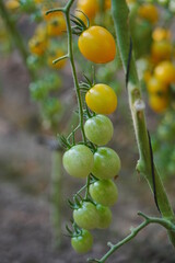 Tomatoes, fruits, and tomatoes grow in a greenhouse
