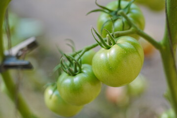 Tomatoes, fruits, and tomatoes grow in a greenhouse