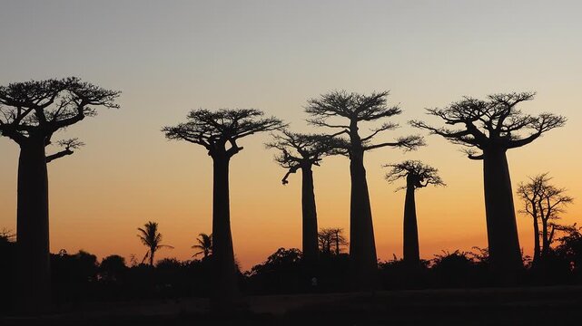 Baobab trees stand tall in Madagascar as the sun sets. The bright sky shows shades of orange and purple. The trees create interesting shapes against the horizon.