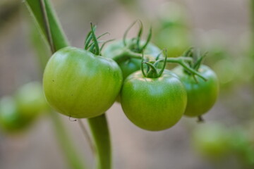 Tomatoes, fruits, and tomatoes grow in a greenhouse
