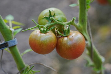 Tomatoes, fruits, and tomatoes grow in a greenhouse