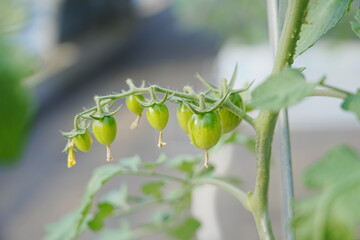 Tomatoes, fruits, and tomatoes grow in a greenhouse