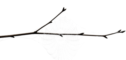 Spider web on a branch nature scene outdoors isolated on transparent background
