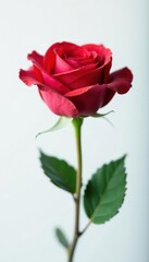 A single perfect rose, fully in focus, against a pure white backdrop , rose, full depth of field, photography