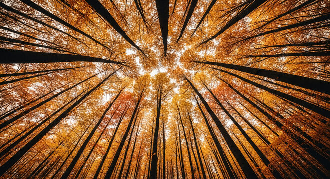 Low-angle view of autumnal forest canopy, showing tall trees with orange foliage, creating a radial pattern, symbolizing nature's beauty and autumn season - Powered by Adobe