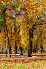A city park on a bright autumn morning, sunlight and shadows, yellow and golden autumn leaves on the trees, beautiful nature.