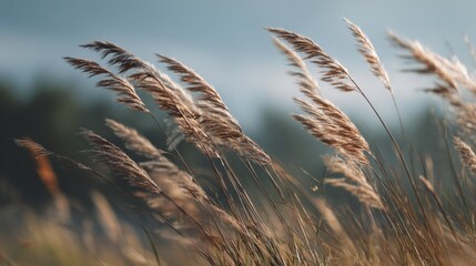 Grass sways in the wind at sunset