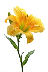 Delicate yellow lily in a minimal studio shot with soft lighting