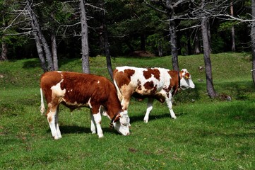 K&uuml;he in Mittenwald