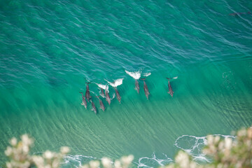 A pod of dolphins swims through turquoise waves near the iconic lighthouse in crystal clear water. At noon, Byron Bay, New South Wales, Australia.