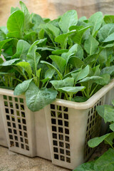 Brassica Juncea or Green Mustard Plants Growing in Plastic Basket Sustainable Healthy Lifestyle.