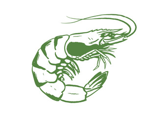 Obraz premium Vintage Shrimp Vector Sketch.Seafood Retro Illustration.Hand Drawn Prawn Logo.Green Outline Shellfish.Crustacean Market Design