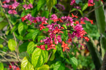 Clerodendrum Splendens Flowering Plant in Garden - Species of Flowering Plant in the Genus Clerodendrum of the Family Lamiaceae