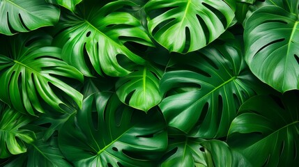 Obraz premium Lush Green Monstera Deliciosa Leaves with Dense Foliage in a Tropical Plant Background Design